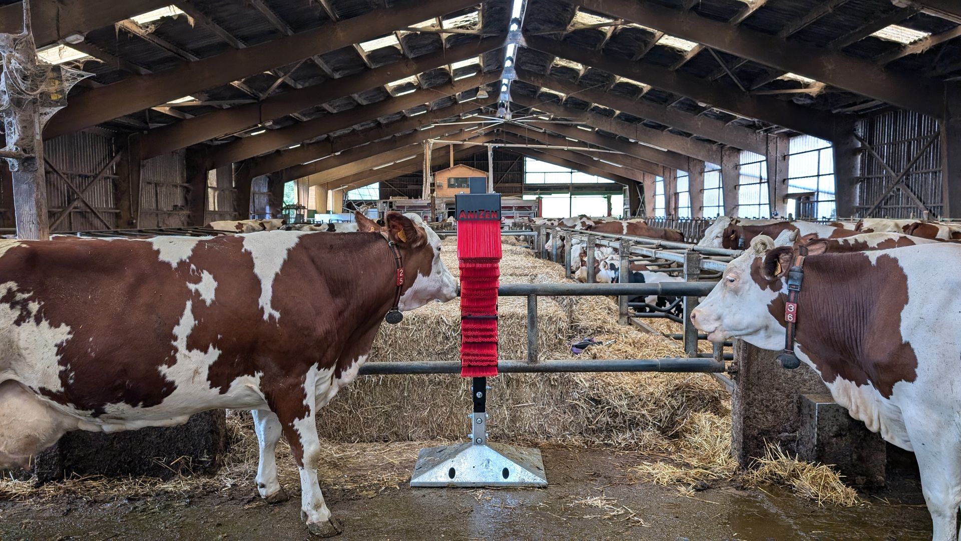 Nouveauté ACTISWEEP : des brosses animales pour le bien être de vos troupeaux !