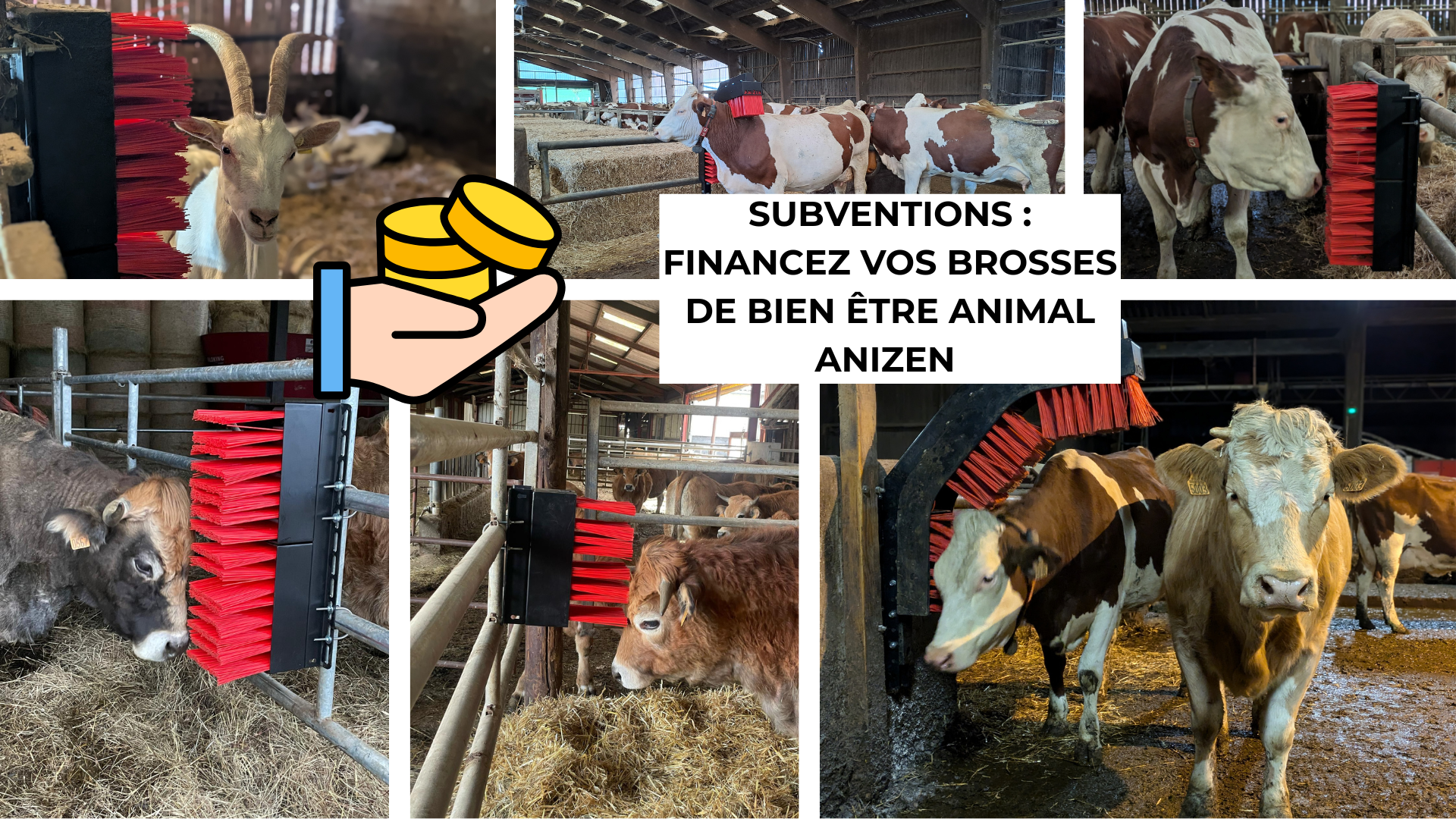 Financements 2026 : booster le bien être animal dans votre élevage